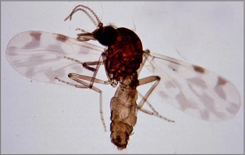 Een Culicoides-knut, het insect dat het shamondavirus tussen dieren verspreidt